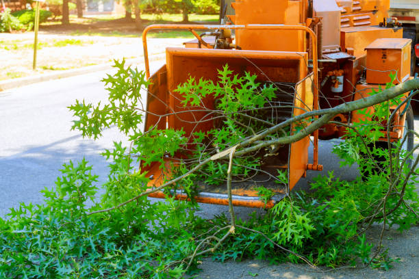 Best Stump Grinding Near Me  in Mackinac Island, MI